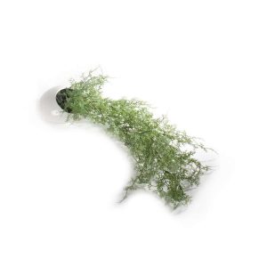Plante Bregne M/Veggpotte 17X58Cm