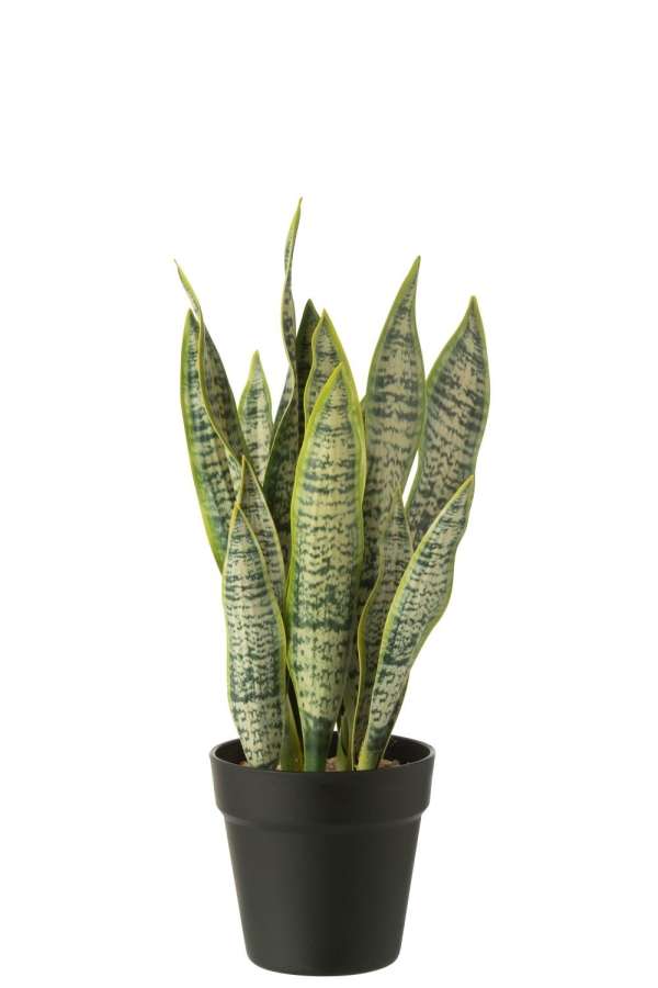 DRACAENA TRIFASCIATA IN POT ARTIFICIAL GREEN MEDIUM