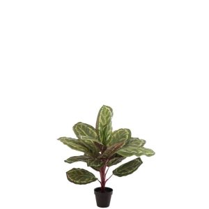 PEACOCK PLANT IN POT PLASTIC GREEN