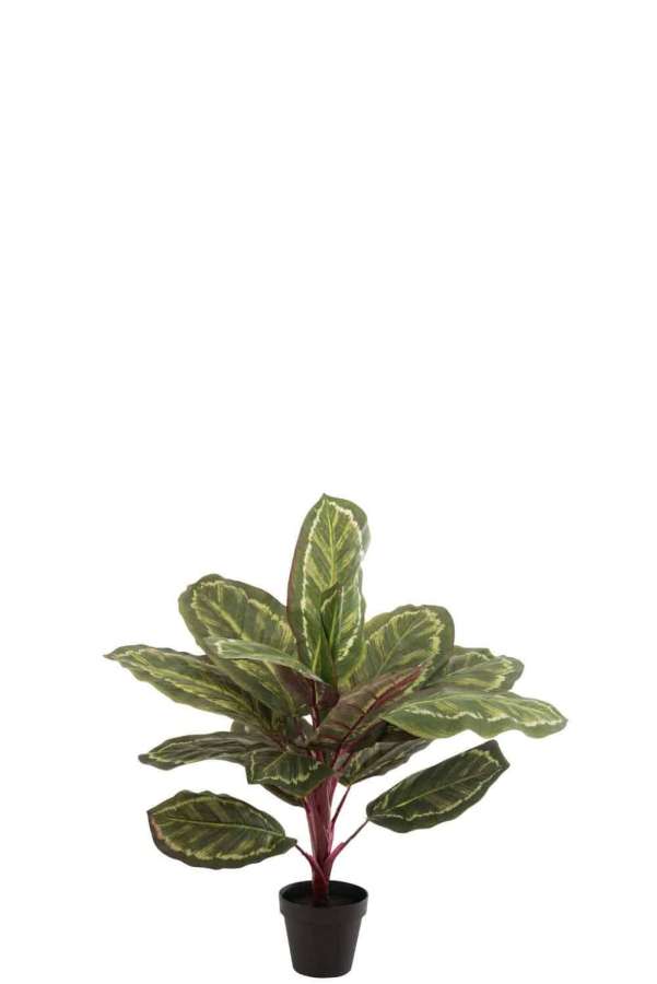 PEACOCK PLANT IN POT PLASTIC GREEN