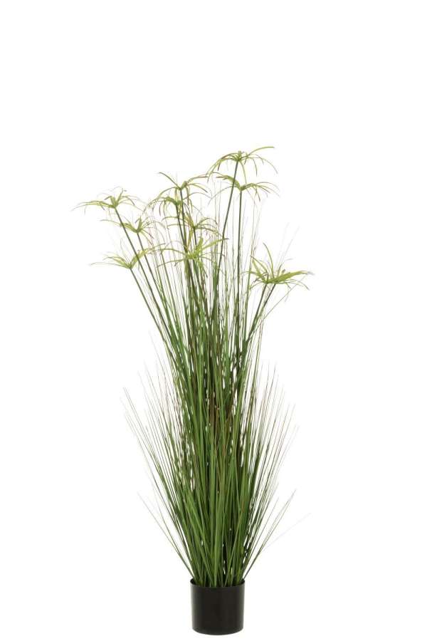 CYPERUS ALTERNIFOLIUS 11 HEADS IN POT PVC GREEN LARGE