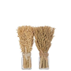 BUNCH DRIED AVANA GRASS IN VASE NATURAL ASSORTMENT OF 2