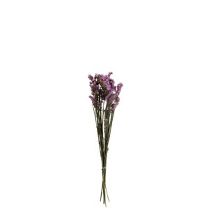 BUNDLE FORGET ME NOT DRIED PUR