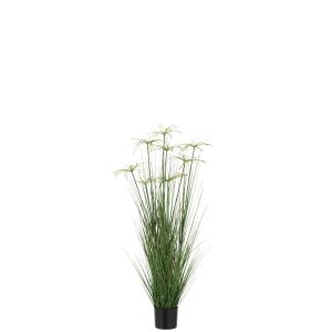 CYPERUS ALTERNIFOLIUS 8 HEADS IN POT PVC GREEN MEDIUM